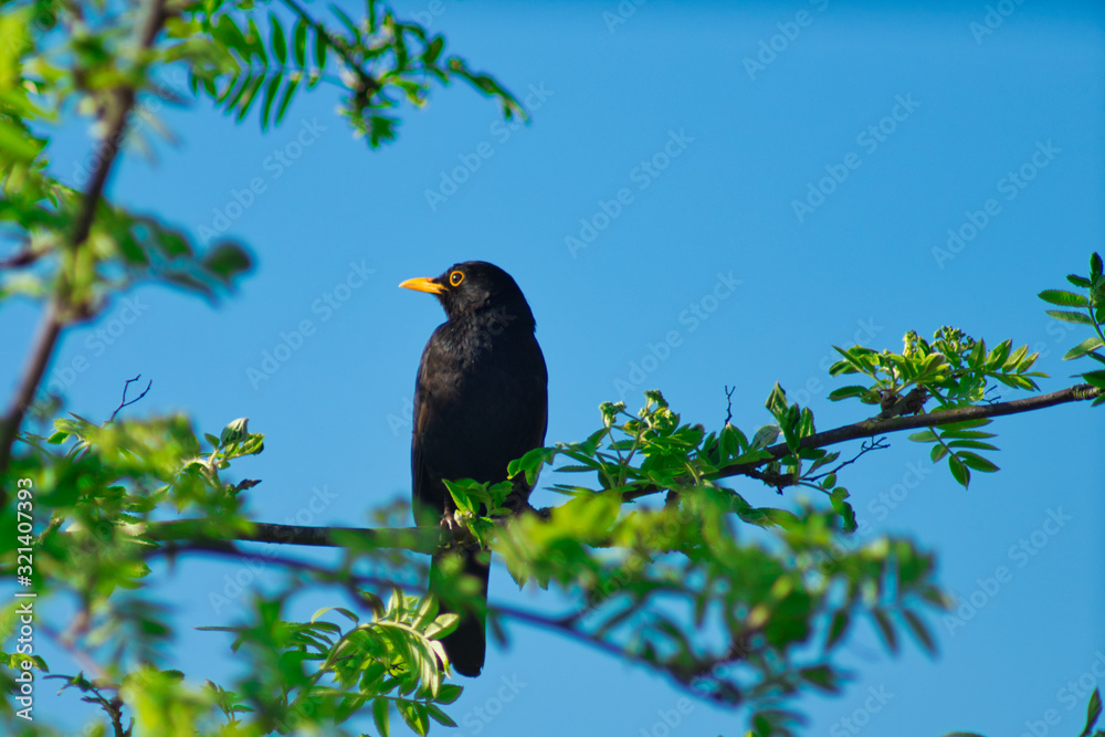 Amsel