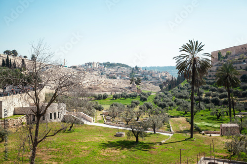 Thousand-year olive trees in Garden of Gethsemane, Israel