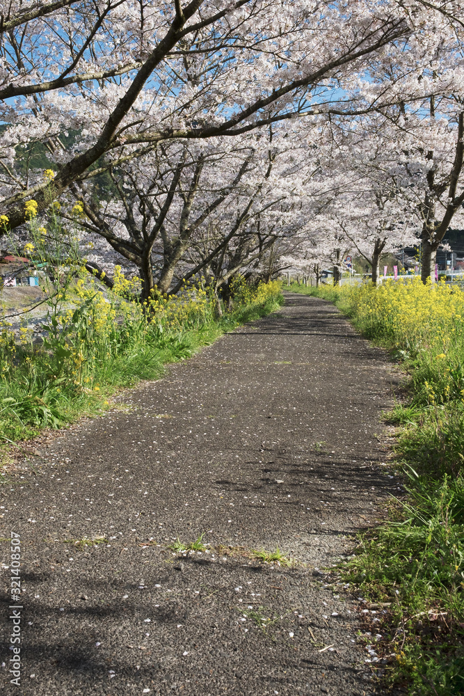 Fototapeta premium 桜と菜の花