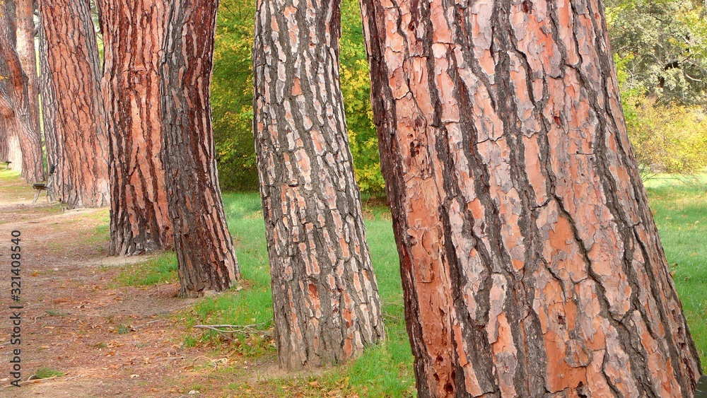 Fototapeta premium TREE TRUNKS IN PARK WALK IN MADRID, SPAIN
