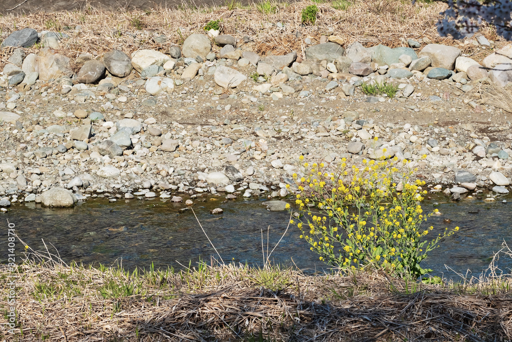 Fototapeta premium 春の稲瀬川