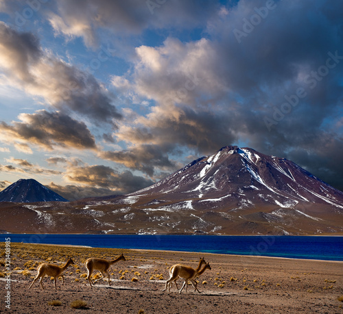 Vicunas on the altiplano in Chile. Atacama desert close to San Pedro de Atacama.