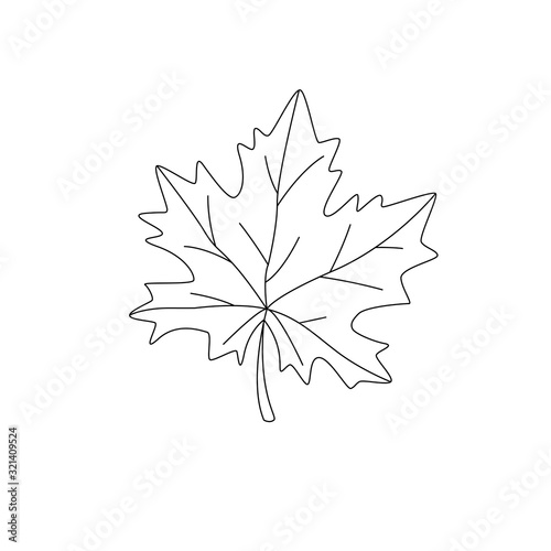 Leaf of a maple, nature symbol, monochrome vector, isolated, contour. Summer autumn forest design element