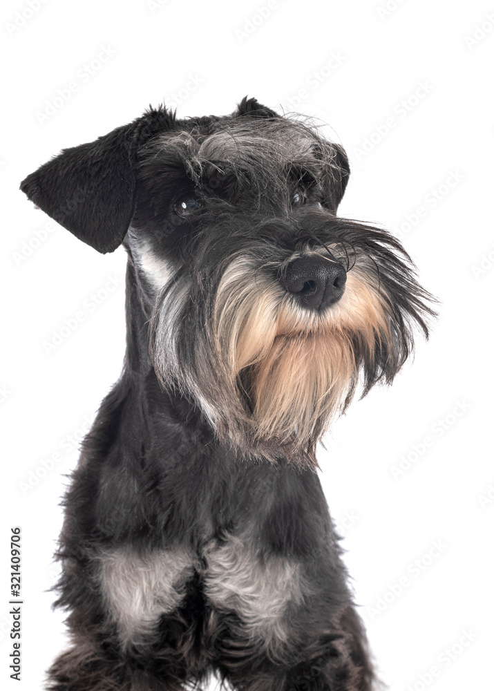 miniature schnauzer in studio