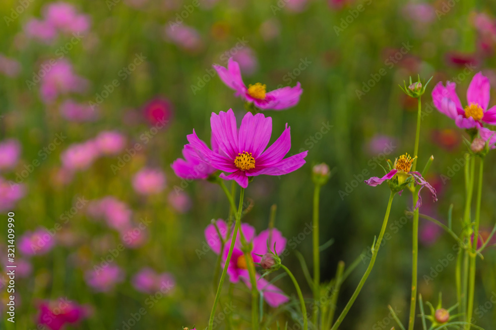 Close-up of beautiful pink cosmos flowers Close-up of beautiful pink cosmos flowers