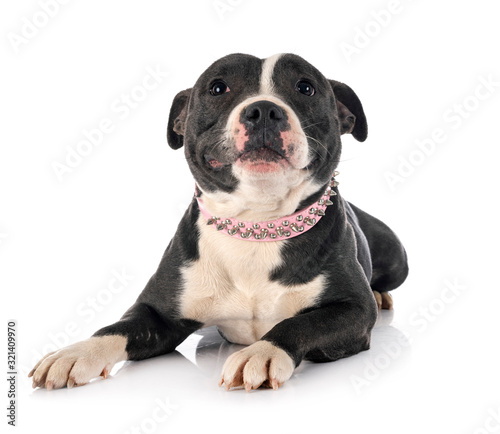 staffordshire bull terrier