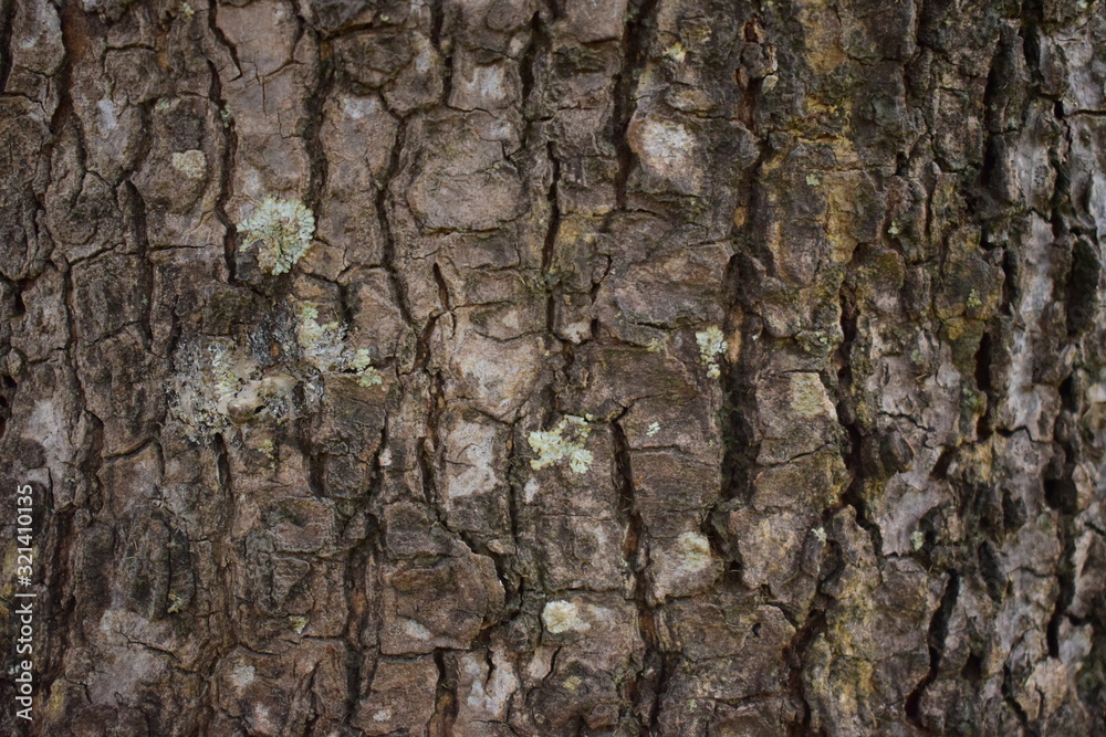 bark of a tree