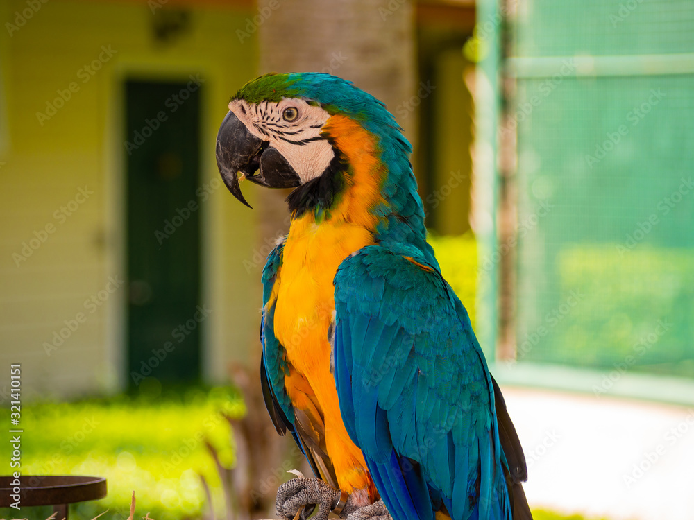 Obraz premium The macaw parrot is a beautiful bird.