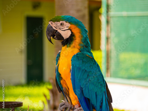 The macaw parrot is a beautiful bird.