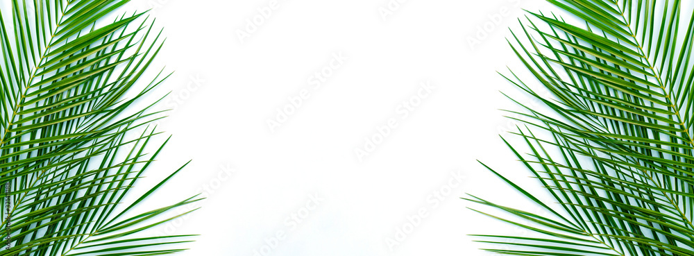Banner with palm branches on an isolated white background. Banner with palm branches on an isolated white background.