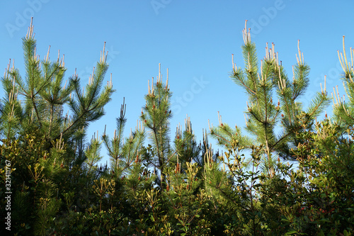 Pine extending towards the sky. The yellow spot at the tip of the branch is a pine flower.
