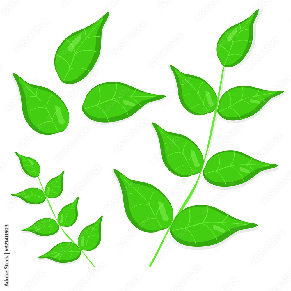 Obraz premium Basil set vector