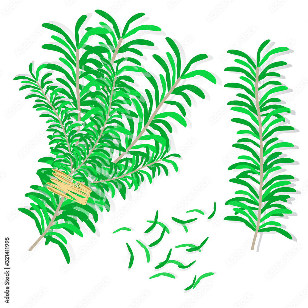 Obraz premium Rosemary set vector
