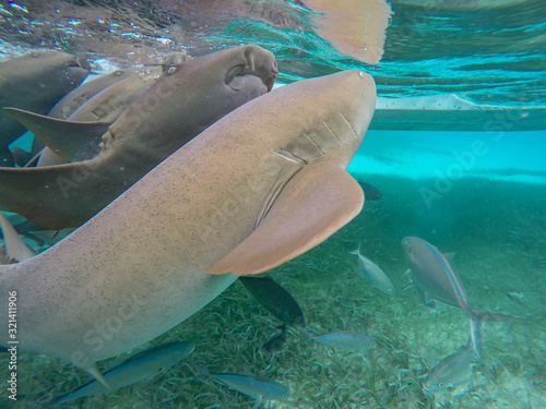 requins-nourrices au b  lize