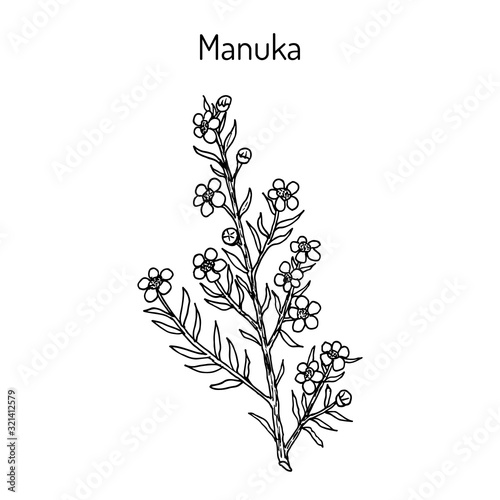 Manuka Leptospermum scoparium   medicinal plant