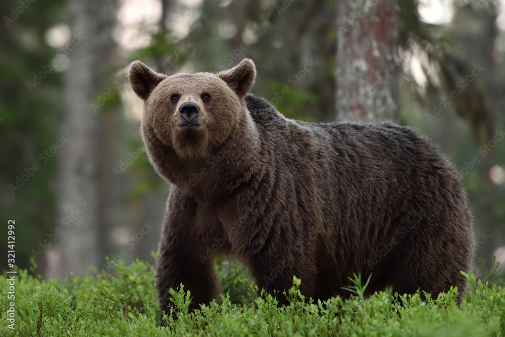 big brown bear in forest at summer
