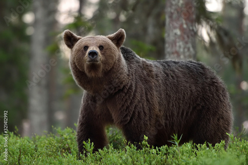 big brown bear in forest at summer © Erik Mandre