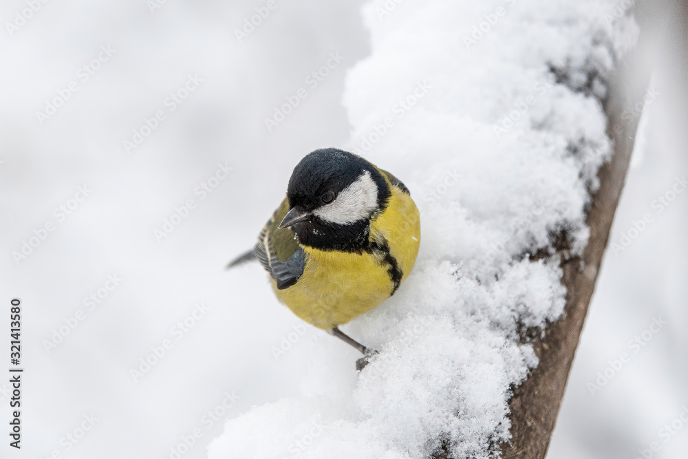 Close up of Great tit (Parus major) in nature Close up of Great tit (Parus major) in nature