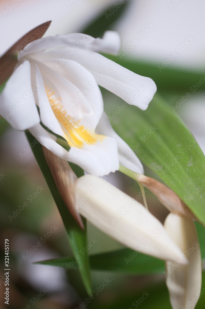 Obraz premium Flowers of Coelogyne cristata orchid