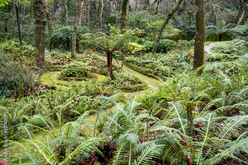 Obraz na plátně Ferns growingi n the thick vegetation of the gardens along the Valley of Lakes t