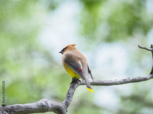 Bohemian waxwing