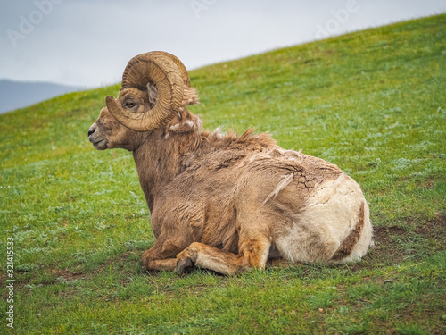 big horn sheep