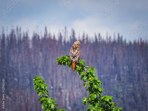 Red-tailed hawk