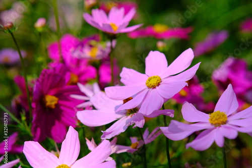 pink flowers in the garden