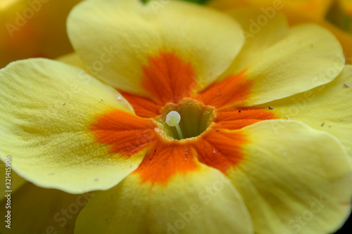 Common primrose in boom closeup