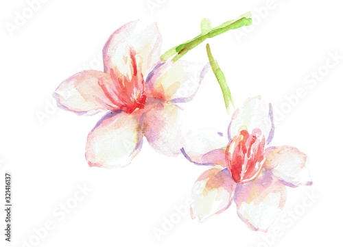 桜の花