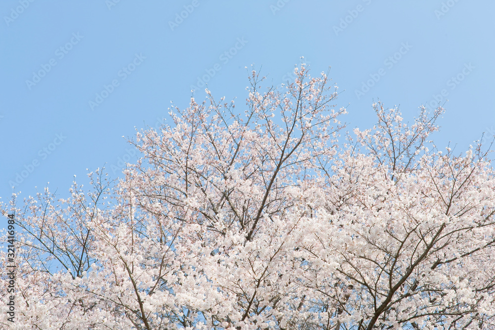 桜