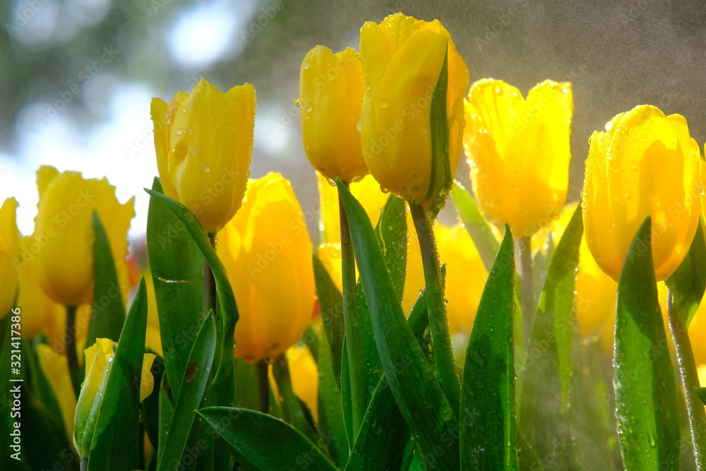 Obraz premium yellow tulips in the garden