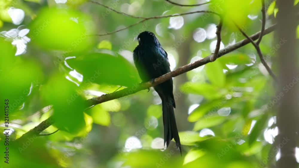 a black birds sits on a branch in a forest and looks around a black birds sits on a branch in a forest and looks around
