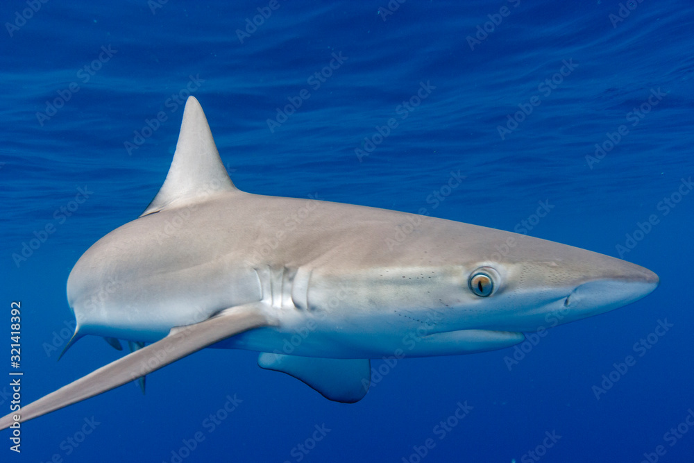 Fototapeta premium 海面を泳ぐガラパゴスザメ 小笠原