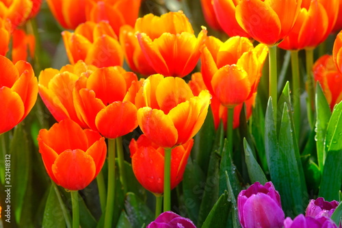 red tulips in the garden