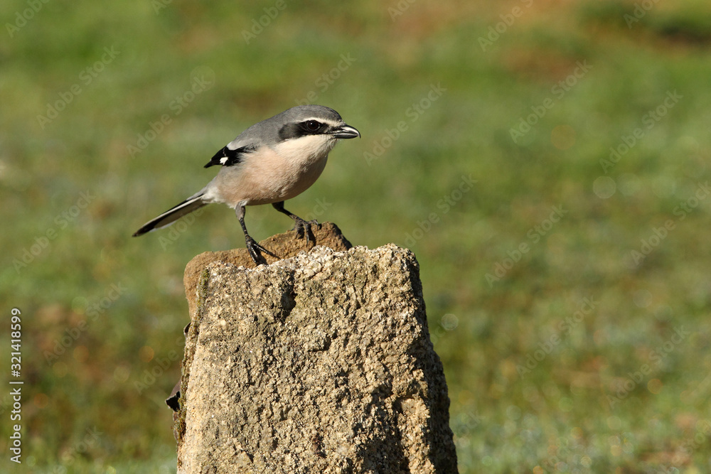 Southern grey shrike with the first lights of the day in their usual branches, birds, shrike, , Lanius meridionalis Southern grey shrike with the first lights of the day in their usual branches, birds, shrike, , Lanius meridionalis