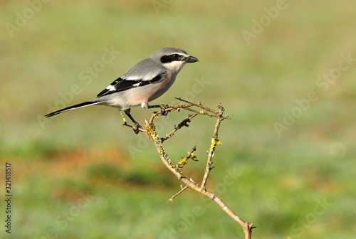 Southern grey shrike with the first lights of dawn, birds, Lanius meridionalis