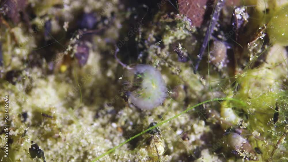 Underwater macro shot of bryozoan Underwater macro shot of bryozoan