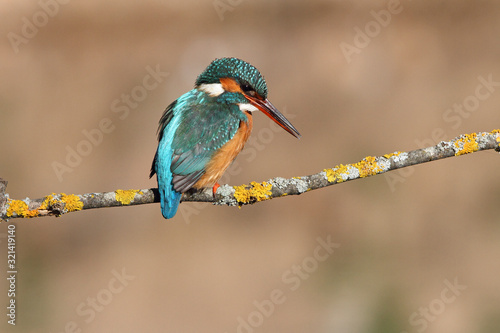 Adult female of Common kingfisher with the last lights of the afternoon fishing, birds, Alcedo atthis