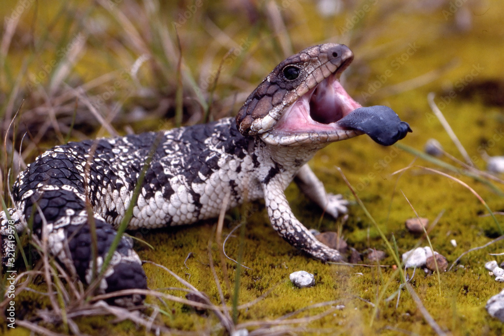 Fototapeta premium Shingle-back Lizard