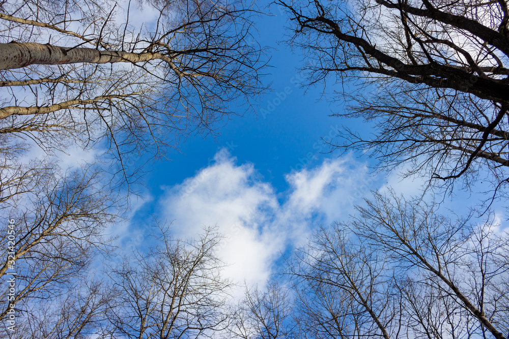 Trees with fallen foliage against a blue sky with clouds Trees with fallen foliage against a blue sky with clouds