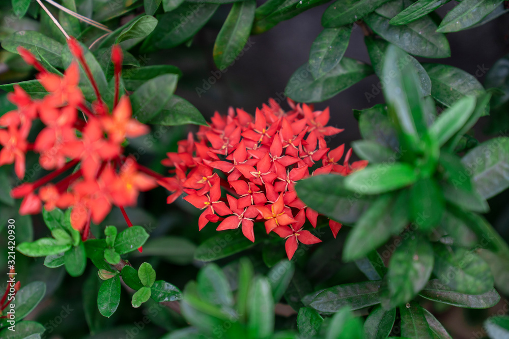 Chinese red ixora cut against green leaves In the tropical winter Chinese red ixora cut against green leaves In the tropical winter