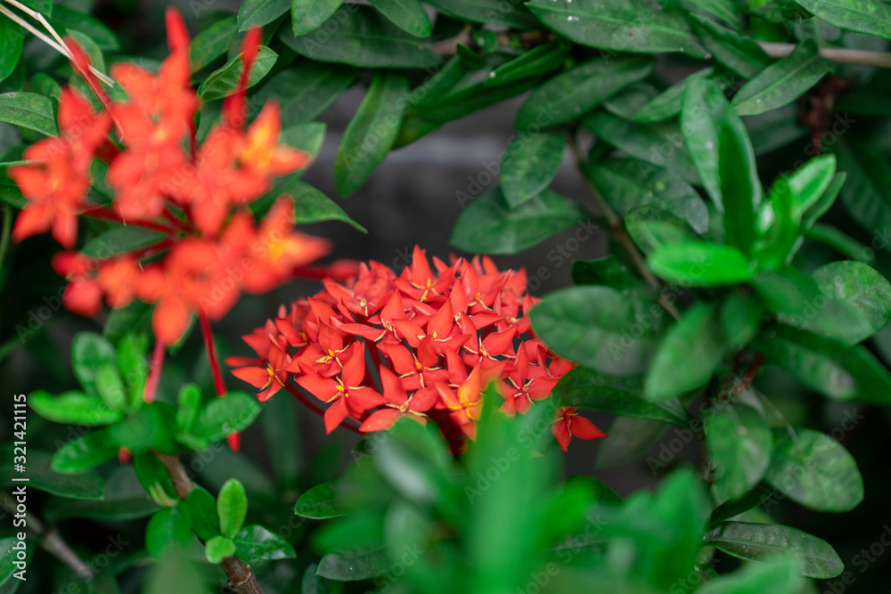Chinese red ixora cut against green leaves In the tropical winter Chinese red ixora cut against green leaves In the tropical winter