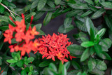 Chinese red ixora cut against green leaves In the tropical winter