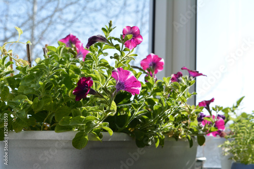 Garden on the glass balcony with petunia flowers in container.