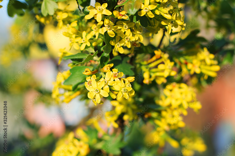 Bush of yellow blooming flowers in the garden Bush of yellow blooming flowers in the garden