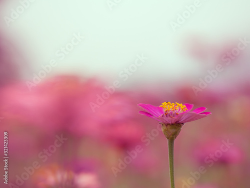 Zinnia pink, red, yellow, oranger colourful flower in blossom garden. Weather is refreshing in the summer morning.