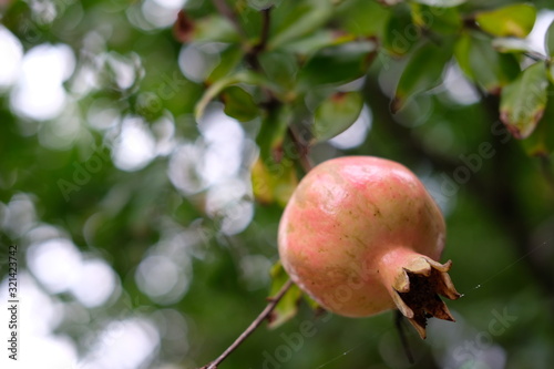 Korean Fruit Tree