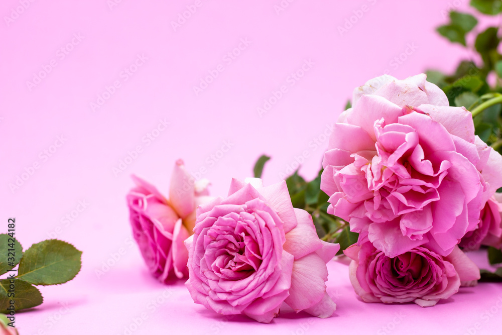 Pink roses are on pink background