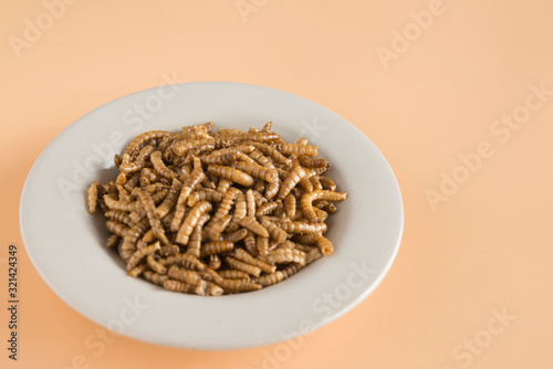 Endible worm plate in grown background photo